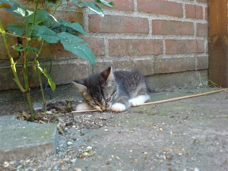 Huskat Simon billede 9