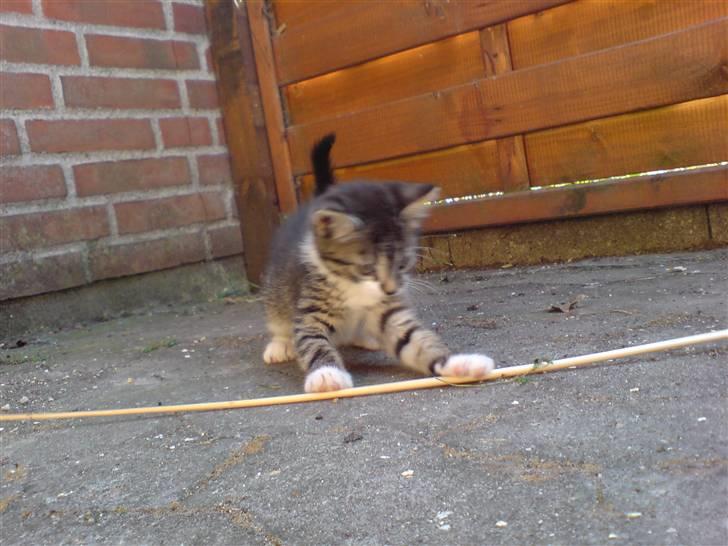 Huskat Simon billede 10