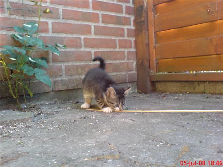 Huskat Simon billede 11