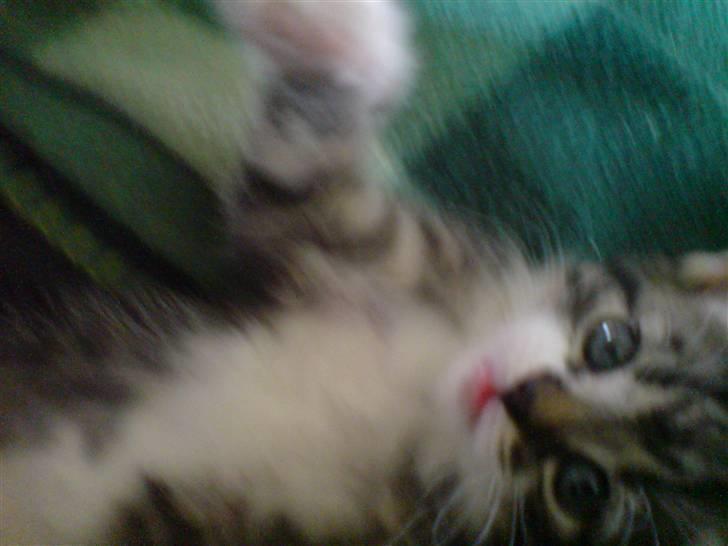 Huskat Simon billede 12