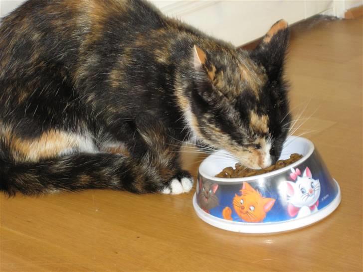 Blanding af racer Sjide <3 ;D - her sider hun og spiser(: billede 13