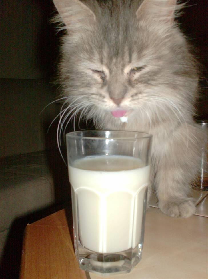 Norsk Skovkat Lulle *Solgt 3-1-09* - Stjæler - mig ?? nej.. ! billede 1