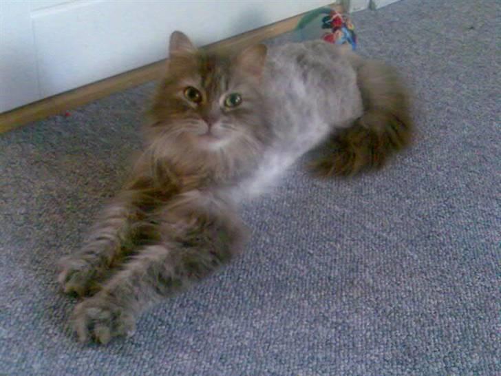 Norsk Skovkat Lulle *Solgt 3-1-09* - Lulles pæne frisure... :-) billede 2