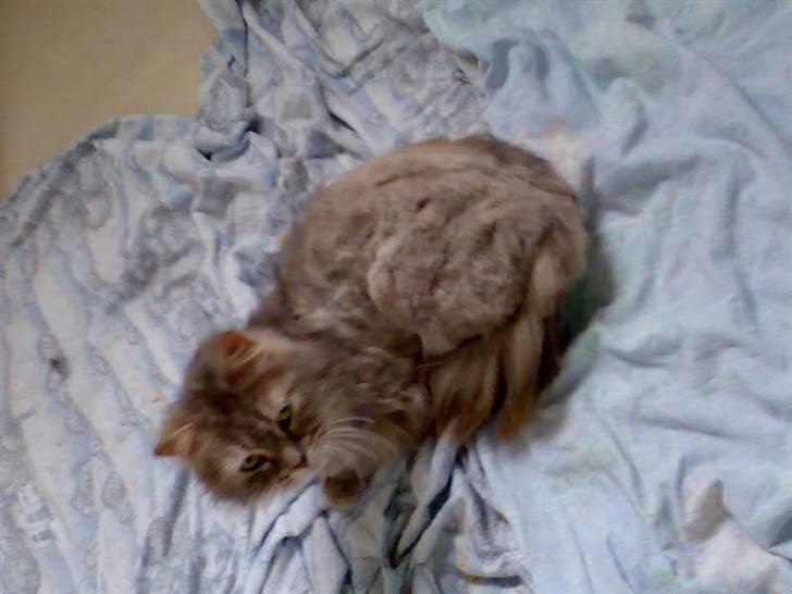 Norsk Skovkat Lulle *Solgt 3-1-09* - Verdens bedste "tante" i killinge rummet..  billede 3