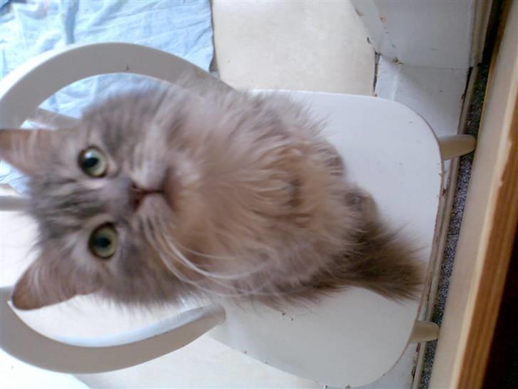 Norsk Skovkat Lulle *Solgt 3-1-09* - Elsker min moar...  billede 4