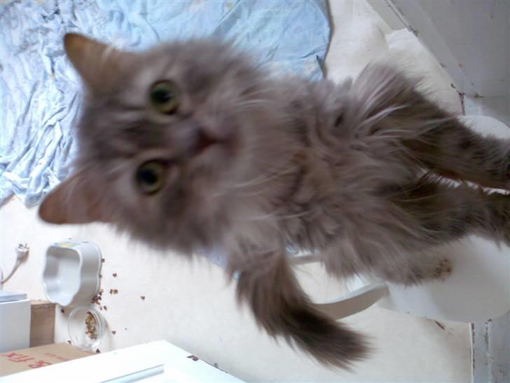 Norsk Skovkat Lulle *Solgt 3-1-09* - hej hej...  billede 5
