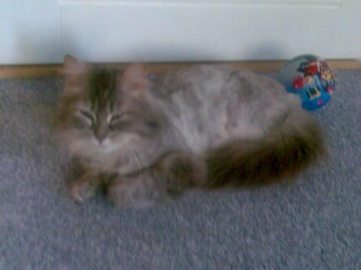 Norsk Skovkat Lulle *Solgt 3-1-09* - Lulle slapper lidt af..  billede 6