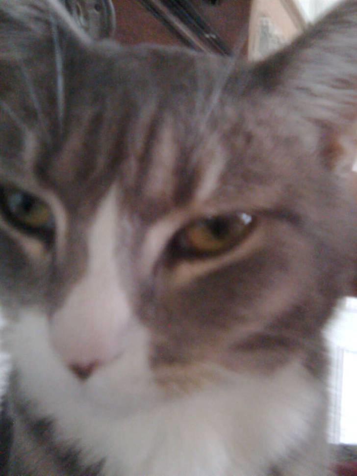 Blanding af racer Müsli billede 7