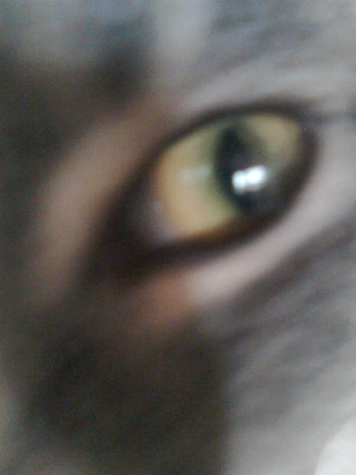 Blanding af racer Müsli billede 8