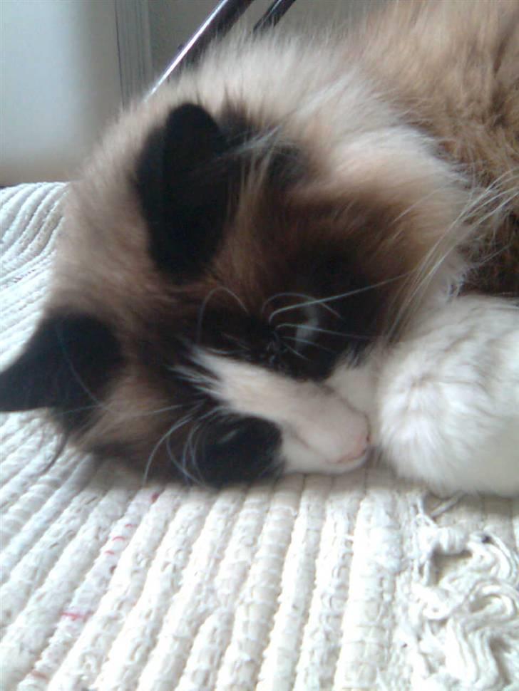 Blanding af racer Kira*VÆK* :'( billede 8