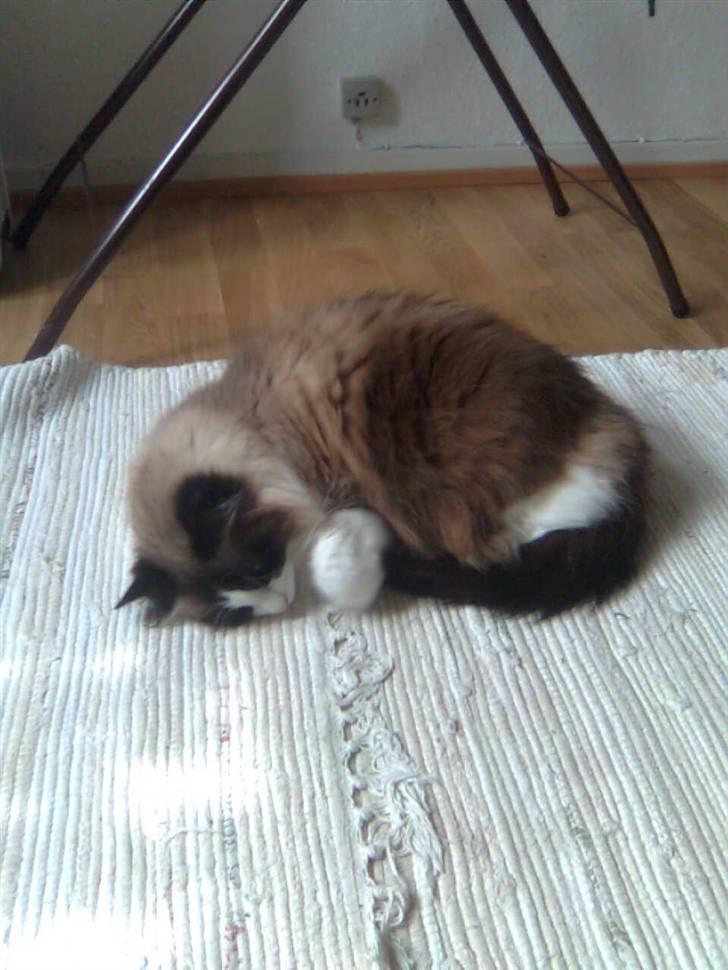 Blanding af racer Kira*VÆK* :'( billede 9