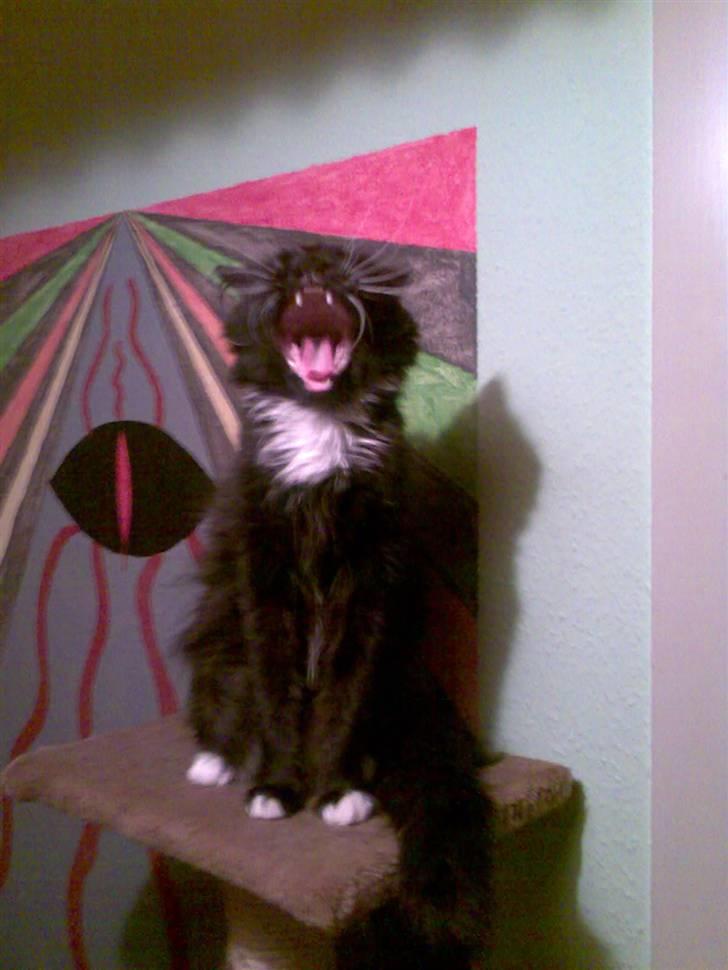 Huskat Stich billede 3