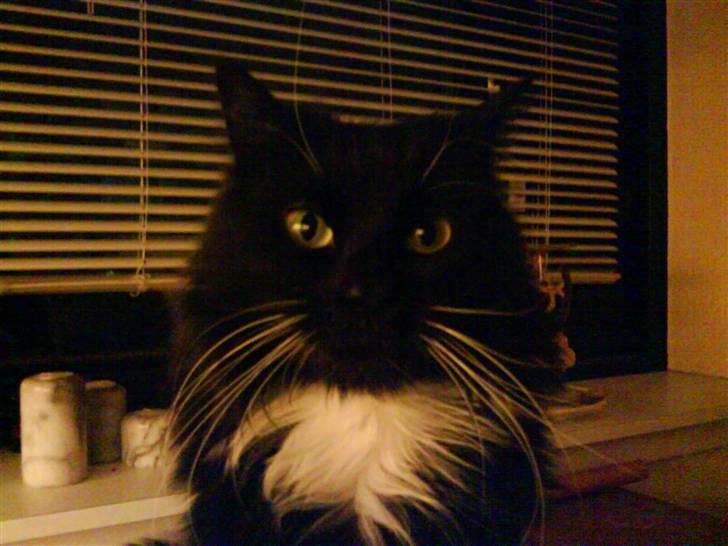 Huskat Stich billede 4