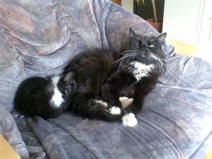 Huskat Stich billede 5