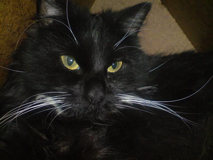 Huskat Stich billede 6