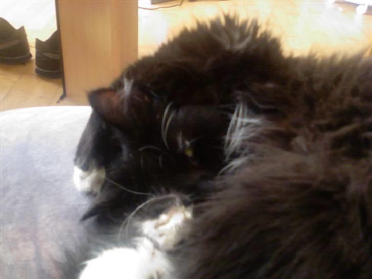 Huskat Stich billede 7