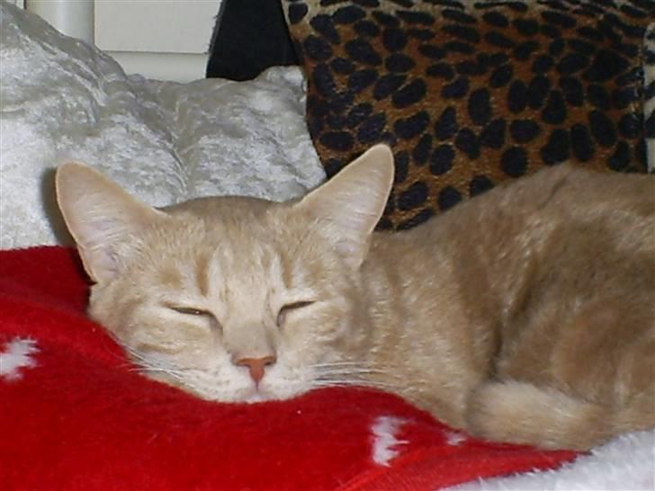 Blanding af racer Bailey ... RIP. 2010 billede 1