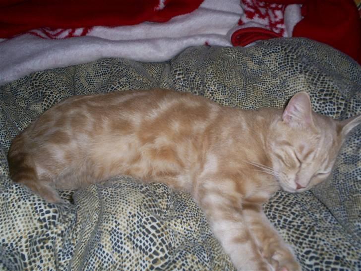 Blanding af racer Bailey ... RIP. 2010 billede 2