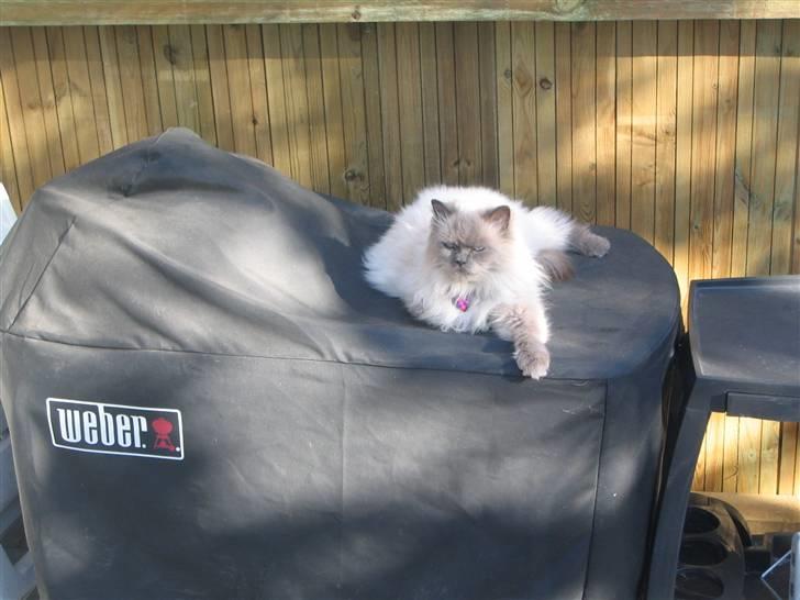 Blanding af racer Gismo - Her er det mig der er grill mesteren billede 12