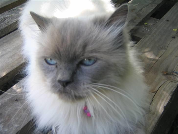 Blanding af racer Gismo - Er jeg go i denne profil? billede 13