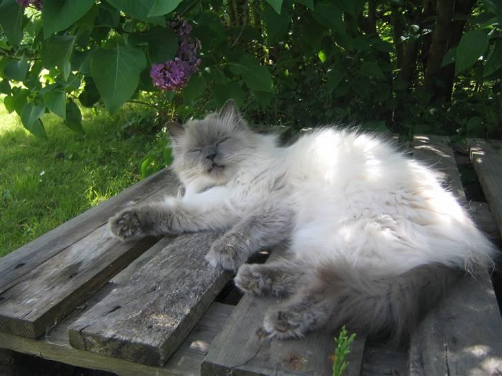 Blanding af racer Gismo - Dette er min oase i haven billede 14