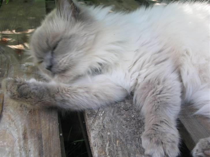 Blanding af racer Gismo - Pøj de er sure. billede 15