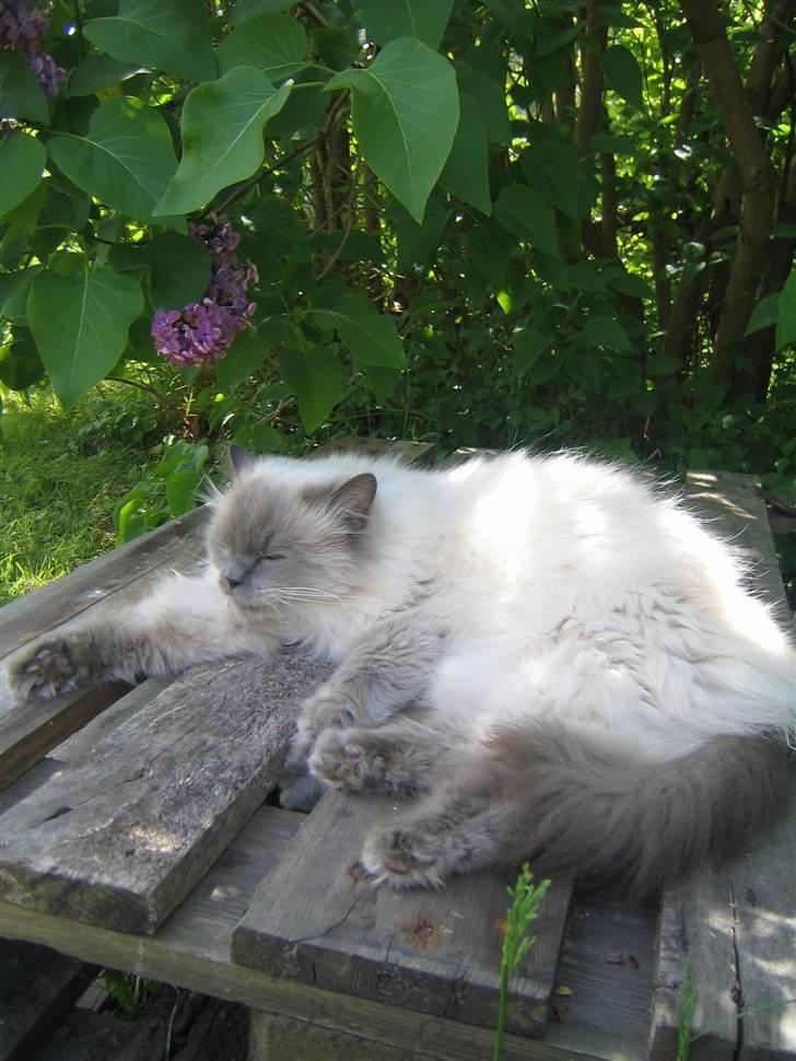 Blanding af racer Gismo - Ahh dette er livet. billede 16