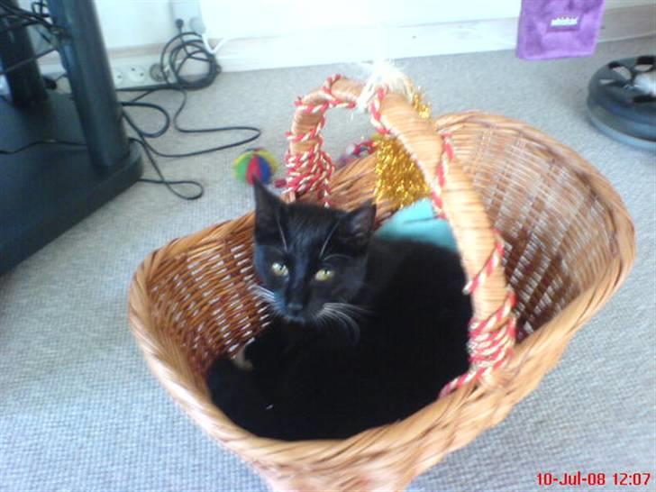 Huskat Shadow R.I.P billede 13