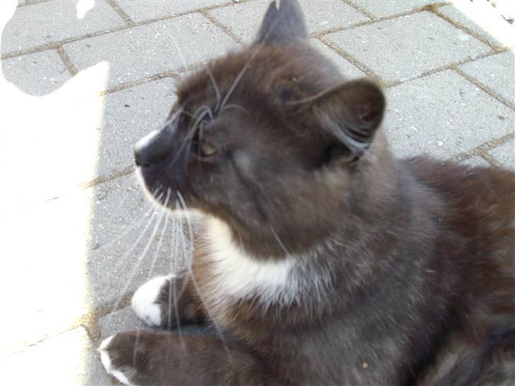 Blanding af racer pyrus *min dejlige miss* billede 7