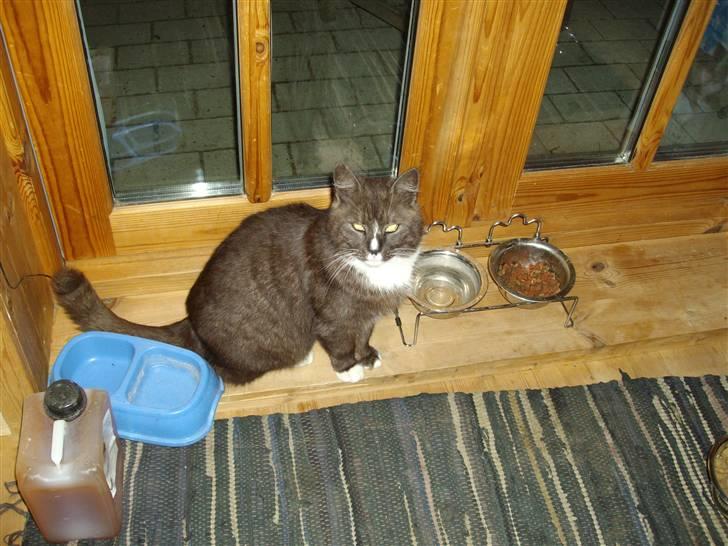 Blanding af racer pyrus *min dejlige miss* billede 8