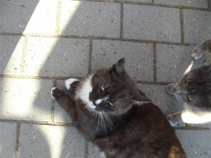 Blanding af racer pyrus *min dejlige miss* billede 9