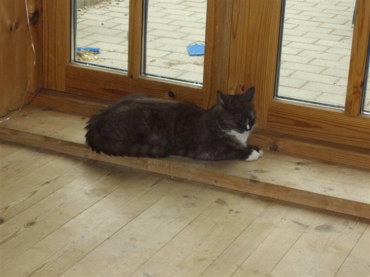 Blanding af racer pyrus *min dejlige miss* billede 10