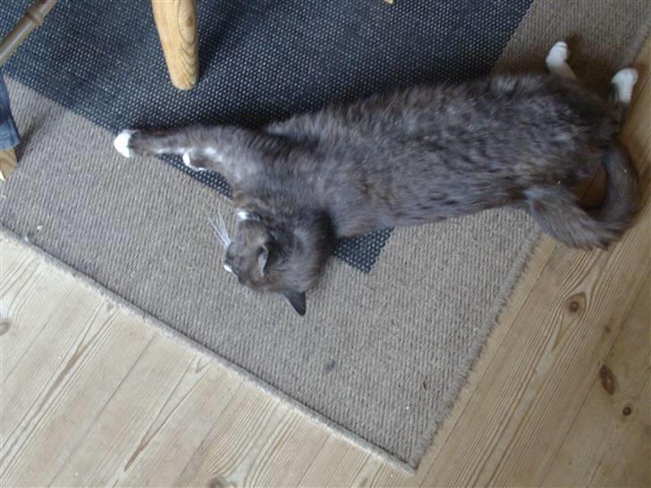 Blanding af racer pyrus *min dejlige miss* billede 11