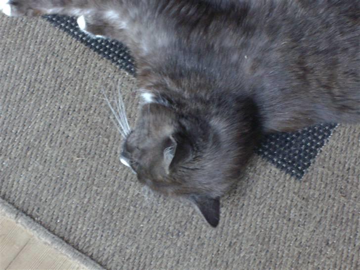 Blanding af racer pyrus *min dejlige miss* billede 12