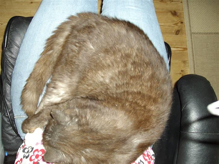 Blanding af racer pyrus *min dejlige miss* billede 13