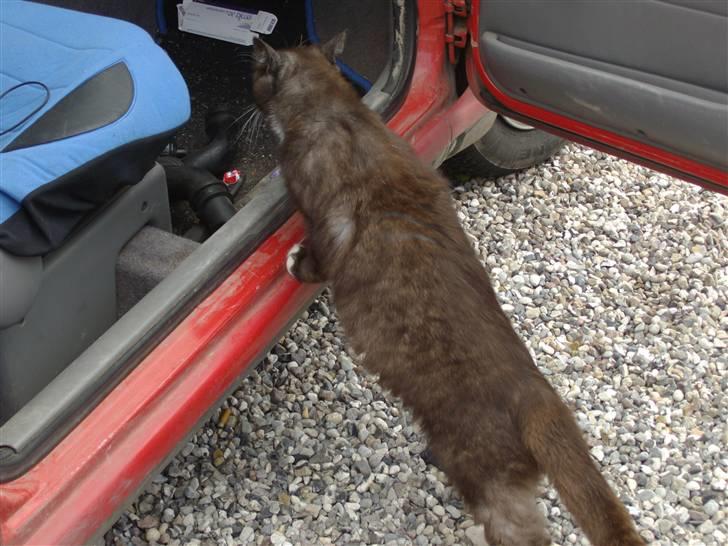 Blanding af racer pyrus *min dejlige miss* billede 14