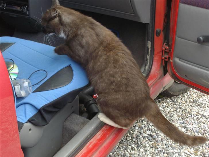 Blanding af racer pyrus *min dejlige miss* billede 15