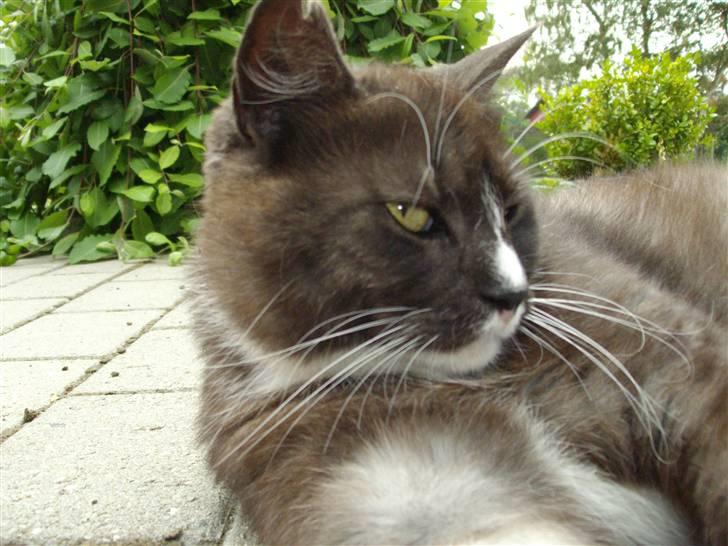 Blanding af racer pyrus *min dejlige miss* billede 16