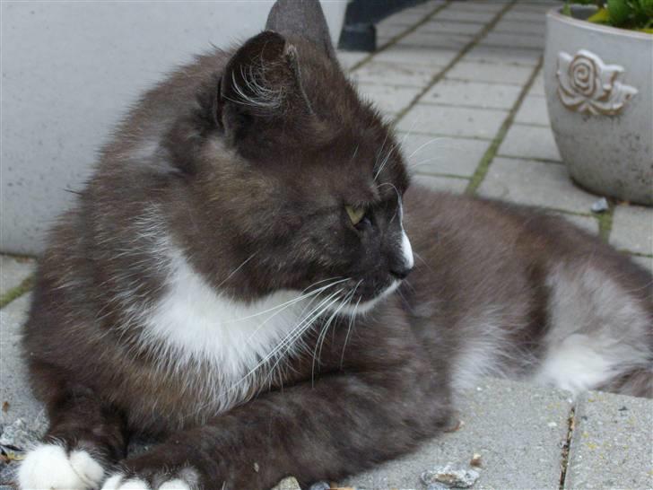 Blanding af racer pyrus *min dejlige miss* billede 17