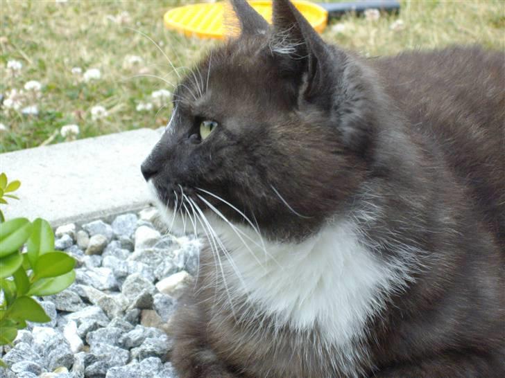 Blanding af racer pyrus *min dejlige miss* billede 18