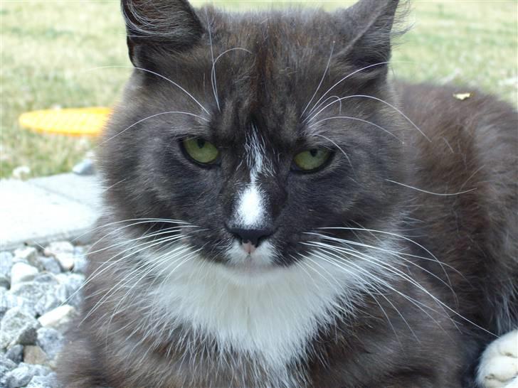 Blanding af racer pyrus *min dejlige miss* billede 19