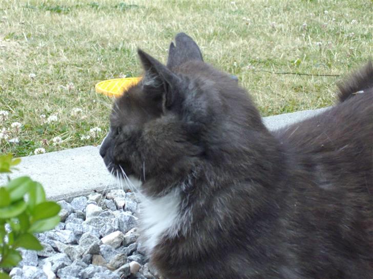 Blanding af racer pyrus *min dejlige miss* billede 20