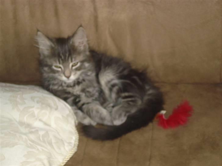 Blanding af racer Bella - Bella der slapper lidt af efter at ha leget lidt billede 1