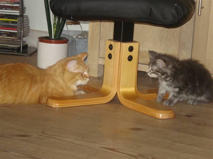 Blanding af racer Bella - Lussi og Bella der lige hilser på hinanden billede 2