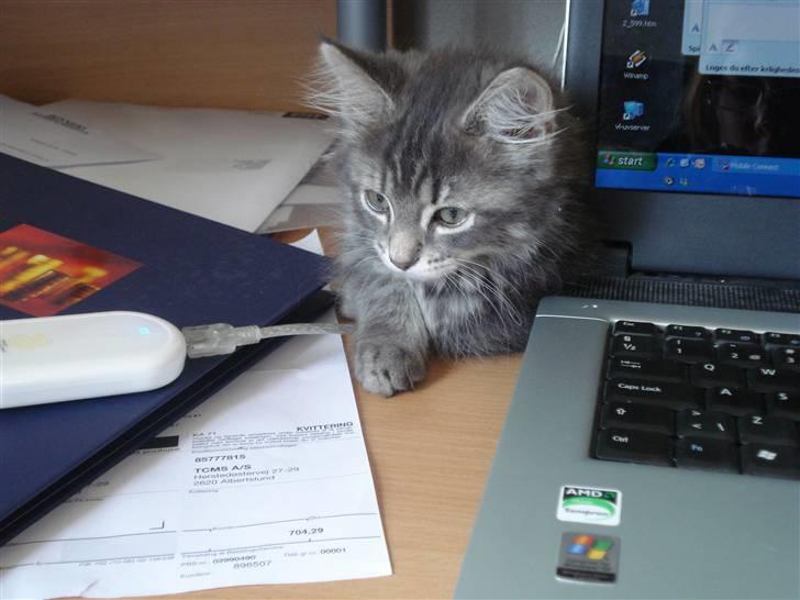 Blanding af racer Bella - Bella der gerne lige vil hilse på imens jeg sidder og skriver på computeren billede 3