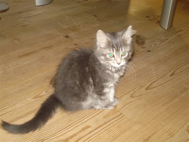 Blanding af racer Bella - Bella billede 4