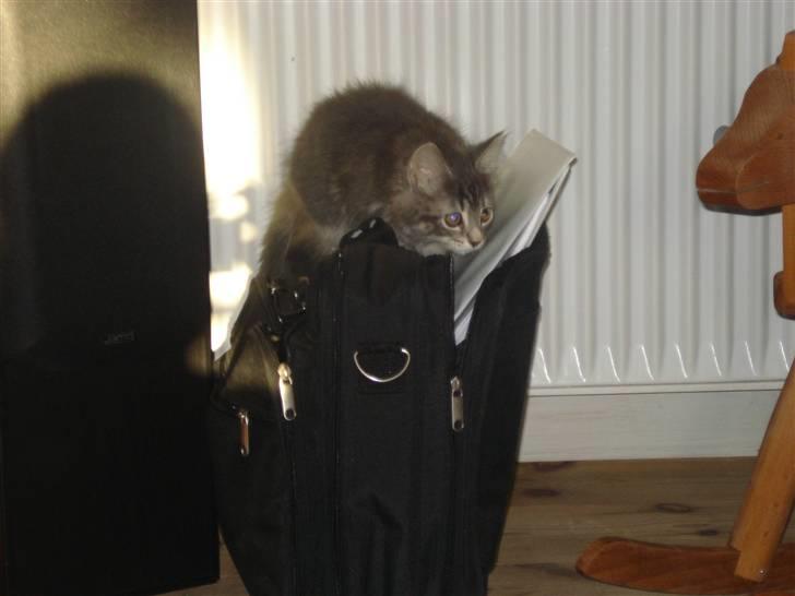 Blanding af racer Bella - skal lige se hvad der er i tasken billede 5