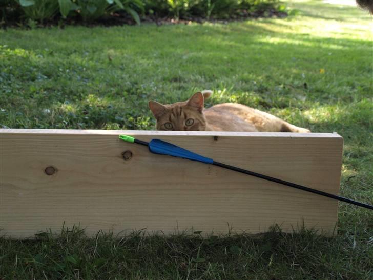 Huskat Pjevs <3 Frejas Bror billede 14