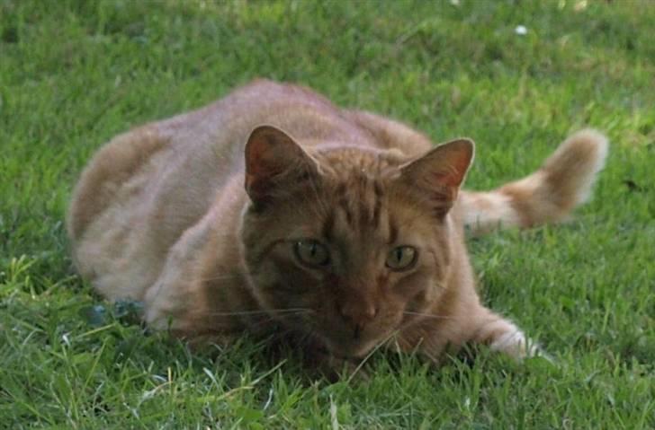 Huskat Pjevs <3 Frejas Bror billede 15