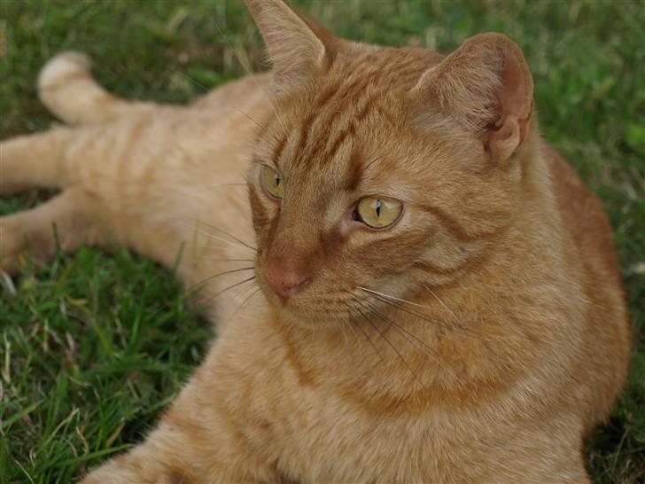 Huskat Pjevs <3 Frejas Bror billede 19